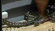 Brisbane Woman Wakes to 2.5m Carpet Python Curled Up on Her Bed