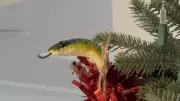 Cairns Family Finds Large Green Snake Coiled in Christmas Tree