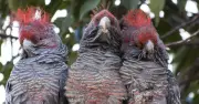Canberra's Silent Spring: Residents Alarmed by Vanishing Birdlife