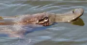 Dead Platypus in Queanbeyan River Sparks Urgent Call for Waterway Protection