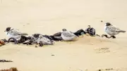 Dog owners face $50k fines after hooded plovers killed at Victorian beaches
