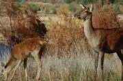 Eyre Peninsula Launches Plan to Combat Rising Feral Deer and Fox Populations