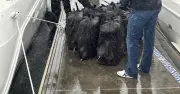Five Hunter Men Face Life Over $623M Cocaine Bust on Luxury Boat