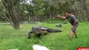 Giant Gator Ivan Saved by Brave Zookeepers in NSW