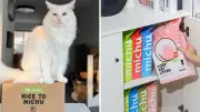 Melbourne's Michu Sells 4 Bags of Tofu Cat Litter Per Minute, Hits $30M Sales