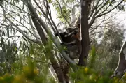 Mount Lofty Koalas Face Starvation Crisis as Population Surges