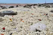 Mystery Potato Chips Wash Ashore on British Beach, Sparking Investigation