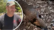 Perth Metal Detectorists Unearth Two Live WWII Artillery Shells in Suburban Parks