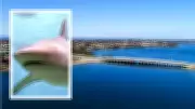 Perth Shark Warning: Swimmer Bumped by 3.5m Bull Shark in Canning River