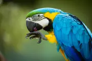 Perth Zoo Welcomes Blue and Gold Macaws After 10-Year Absence