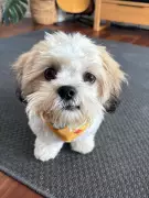 Pet Care Costs Force Heartbreaking Choices for Animal Lovers in Australia