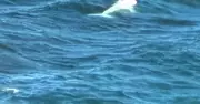 Rare Albino Humpback Whale Siale Spotted Off NSW Coast