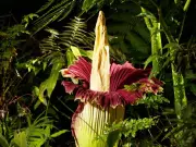 Rare 'Corpse Flower' Set to Bloom in Adelaide, Drawing Crowds with Its Foul Scent