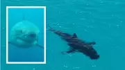 Rare Great White Pairing Tracked Off Esperance by WA Documentary Maker