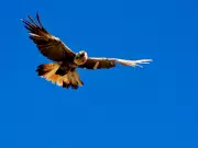 Rare Leucistic Black Cockatoo Spotted in WA's South West, Dazzles Birdwatcher