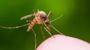 Ross River Virus Detected in Geelong Mosquitoes: Urgent Health Warning Issued
