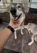 Sleep With Wolves in Bali: Aussies Can Now Experience Unique Wildlife Encounter