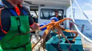Success Man Fined $6000 for Cutting Octopus Pot Lines in Cockburn Sound