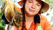 Townsville on High Alert: Fears of Cane Toad Boom Prompt Urgent Community Action