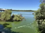 Toxic Algal Blooms Force Closure of Perth's Lake Gwelup and Jackadder Lake