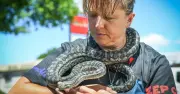 Twice Bitten Snake Catcher's Mission: Why She Risks It All for Reptiles