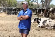 WA Dairy Crisis: Farmers Exit as Costs Soar and Supermarket Prices Plummet