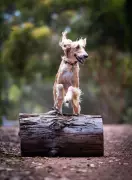 WA Saluki Puck Wins 2026 Dog of Talent Medal for Versatile Achievements