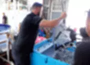 WA's Pink Snapper Boost: 60,000 Juveniles Released to Revive Recreational Fishing