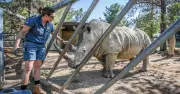 Zoo's Rhino Cooling Tactics as Canberra Braces for 43-Degree Heatwave