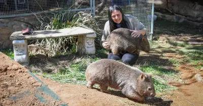 ACT Wildlife Faces Safety Compliance Issues, Addresses Concerns