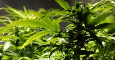 Cannabis Thief's No-Show Derails Kidnapping Trial in Newcastle Court