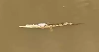 Crocodile Found in Wallsend Creek Prompts Police and Expert Response