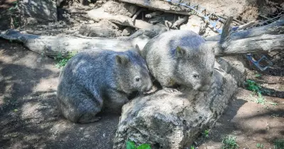 Debate Over ACT Wombat Cull Sparks Controversy and Community Division