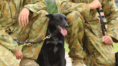 Hero Army Dog Flo Joe Honoured Posthumously for Legendary Service in Afghanistan