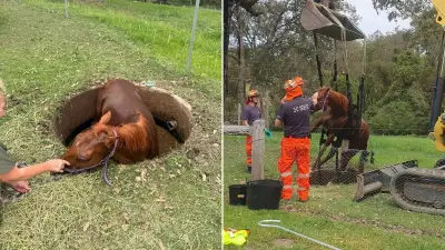 Horse Rescued from Septic Tank in Delicate NSW South Coast Operation