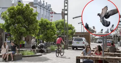 Maitland Diners Combat Pigeon Infestation with Spray Guns in Outdoor Areas