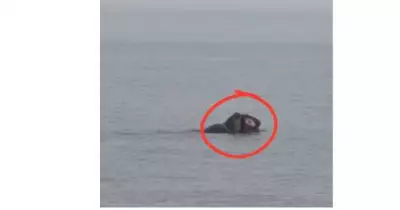 Massive Endangered Leatherback Turtle Spotted in Port Stephens Waters