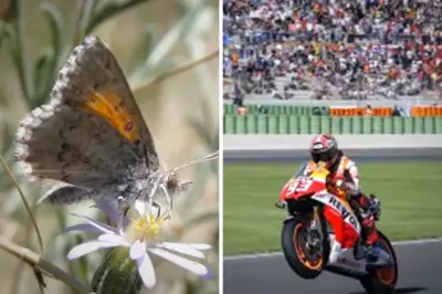 MotoGP Circuit Sparks Conservation Fears for Adelaide's Rare Butterfly Species