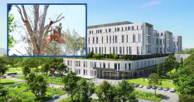 New Canberra Hospital Project Puts Endangered Gang-gang Cockatoos at Risk