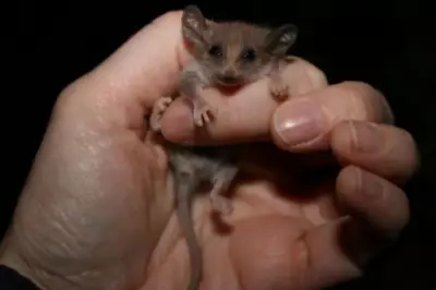 New Marsupial Species Potentially Found in Yorke Peninsula After Study