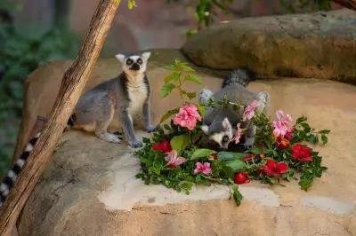 Perth Zoo Lemurs Celebrate Valentine's Day with Romantic Feast