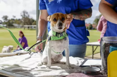 RSPCA WA Hosts Free Pet Care Day in Beaconsfield Amid Rising Animal Cruelty Reports