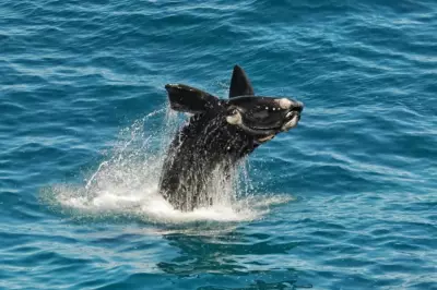 Southern Right Whales Face New Climate Threat, Researchers Warn