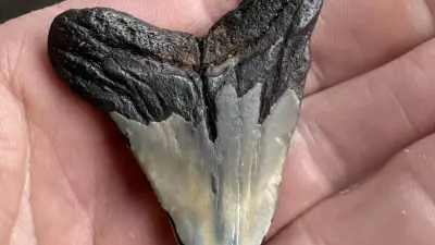 Surfer Discovers Rare 25-Million-Year-Old Shark Tooth at Jan Juc Beach