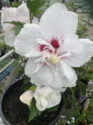 Why Hibiscus Syriacus Remains a Perfect Garden Choice and How to Grow It