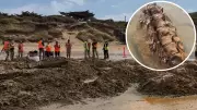 20-Million-Year-Old Whale Fossil Discovered at Ocean Grove Beach by Museums Victoria
