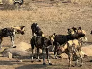 A Heart-Stolen Safari: My Unforgettable Encounter with Africa's Painted Dogs