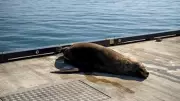 Aggressive Seal Forces Overnight Closure of Geelong's Eastern Beach Pier