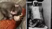 Baby Monkey's Plush Toy Attachment Echoes Famous Harlow Experiment