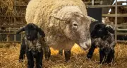Britain's Loneliest Sheep Fiona Becomes a Mother to Twin Lambs